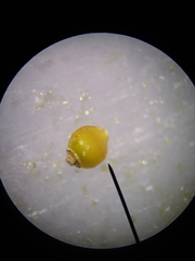 Rhynchospora harveyi