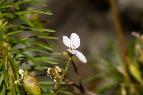 Stylidium laricifolium (Stylidium laricifolium)