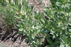 Lithospermum ruderale
