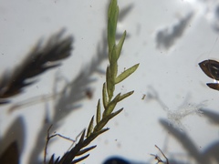 Fontinalis novae-angliae