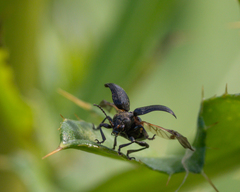 Bromius obscurus