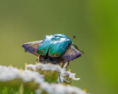 Cetonia aurata
