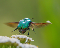 Cetonia aurata