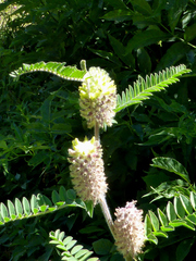 Astragalus alopecurus