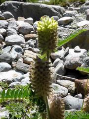Astragalus alopecurus