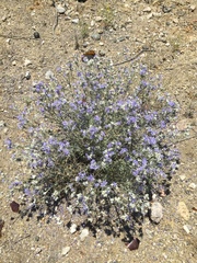 Eriastrum densifolium