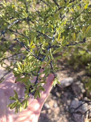 Desert olive (Forestiera shrevei)
