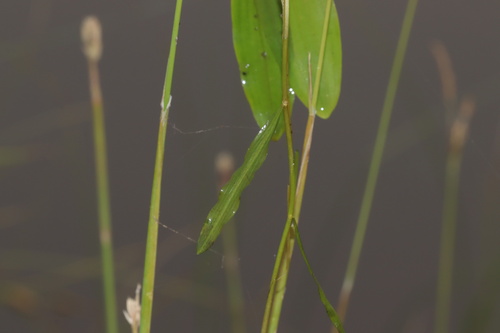 Image of Potamogeton gramineus by (c) Dustin Snider, some rights reserved (CC BY)