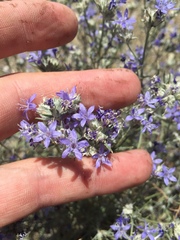 Eriastrum densifolium