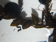 Fontinalis novae-angliae