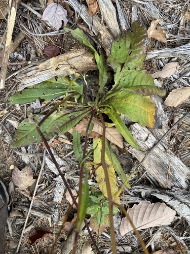 Image of Vernonia acaulis by no rights reserved