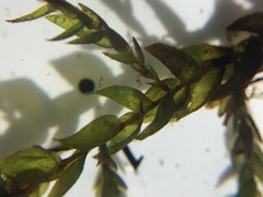 Fontinalis novae-angliae