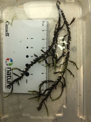 Fontinalis novae-angliae