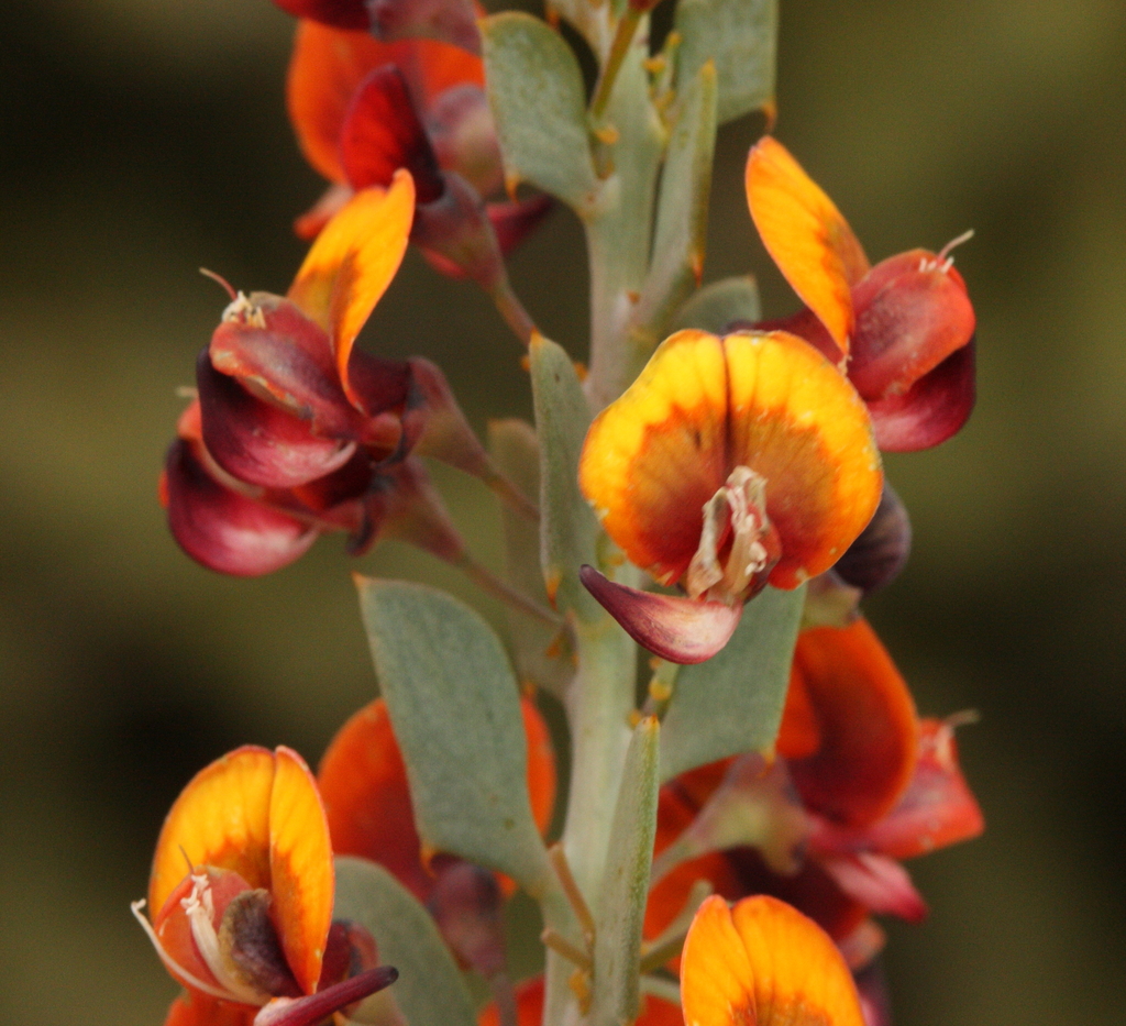 Daviesia podophylla