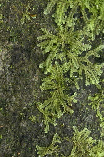 Heteroscyphus echinellus var. hyalinus