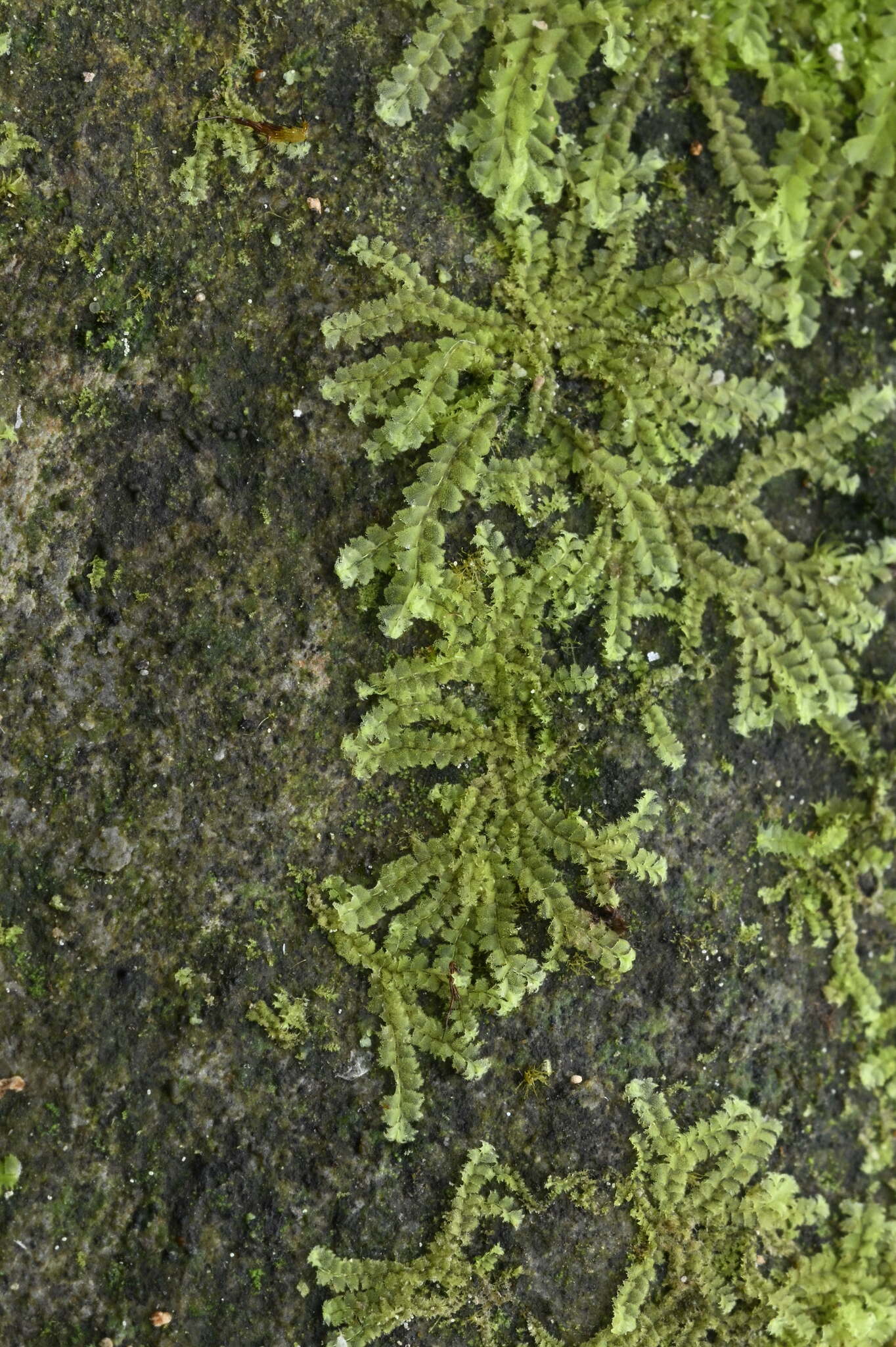 Heteroscyphus echinellus var. hyalinus