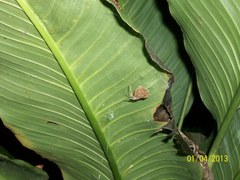 Eriophora edax