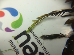 Fontinalis novae-angliae