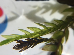 Fontinalis novae-angliae