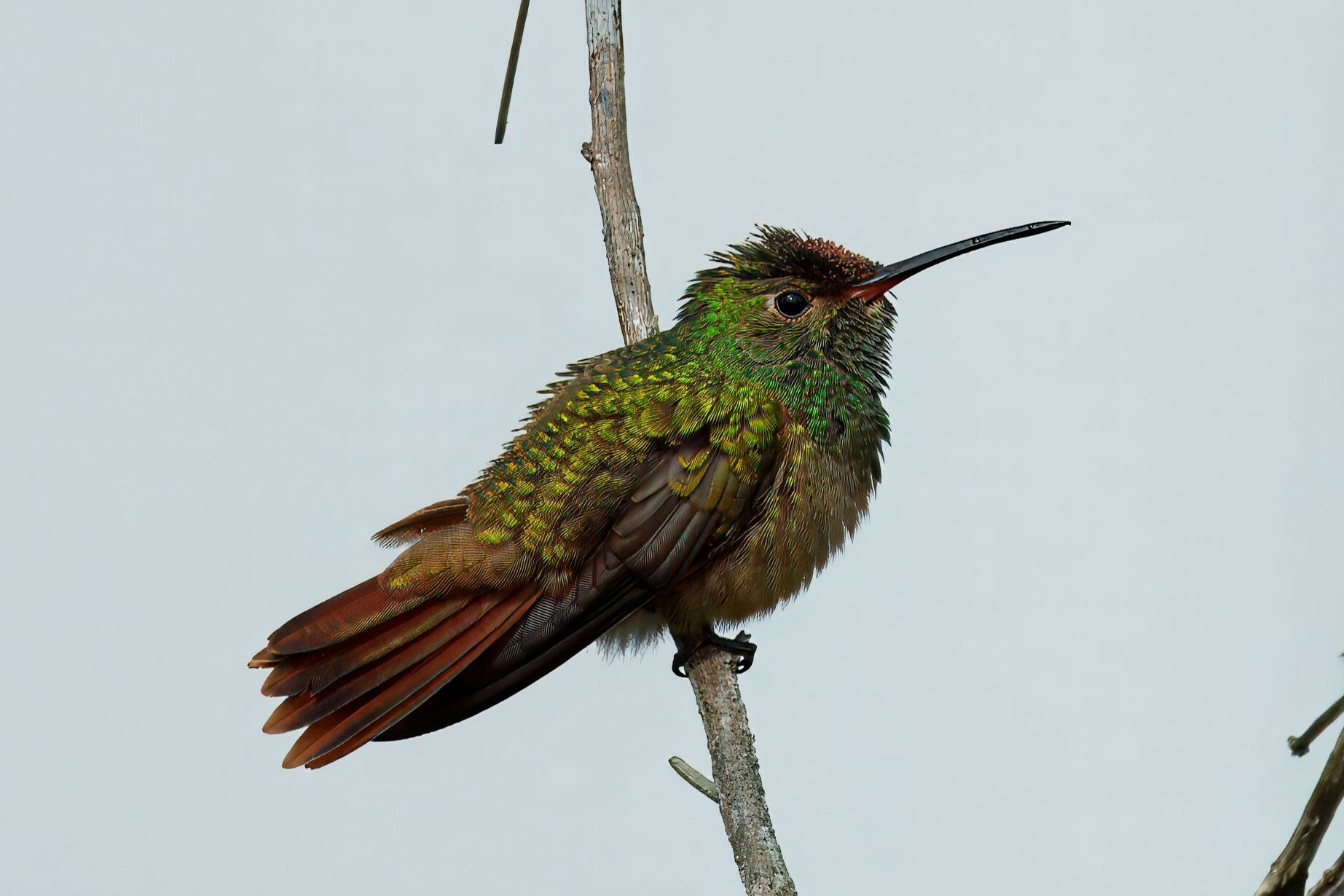 Buff-bellied Hummingbird (Amazilia yucatanensis)