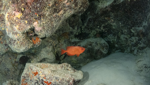 Priacanthus meeki observed 2024-06-30