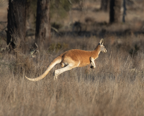 Red Kangaroo