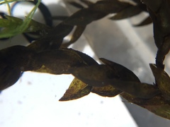 Fontinalis novae-angliae