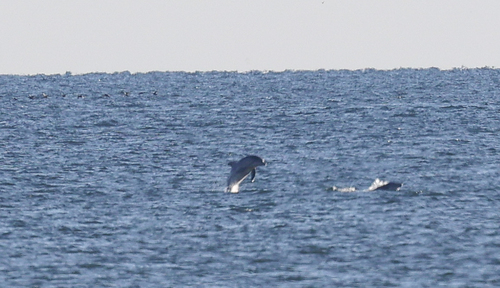Tamanend's Bottlenose Dolphin photographed in New York