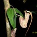Aristolochia trilobata - Photo (c) John C., some rights reserved (CC BY-NC), uploaded by John C.