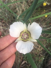 Calochortus ambiguus
