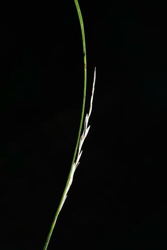 Image of Carex banksiana by (c) Saryu Mae 前 朝琉, some rights reserved (CC BY)