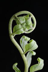 Obtuse Spleenwort (Asplenium obtusatum)