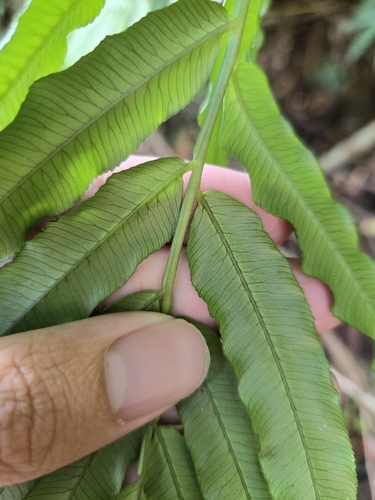 Image of Angiopteris lygodiifolia by (c) jimmy, some rights reserved (CC BY)