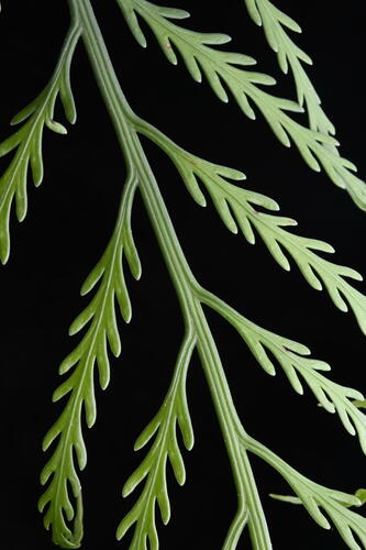 Mother Fern (Asplenium bulbiferum)