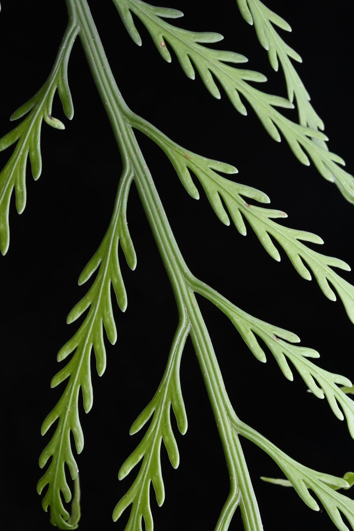 Asplenium bulbiferum