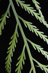 Mother Fern (Asplenium bulbiferum)