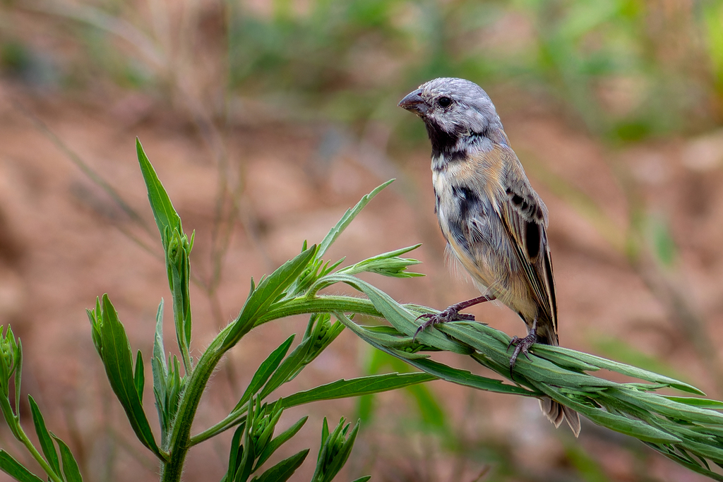 Black-bellied Seedeater