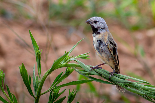 Black-bellied Seedeater