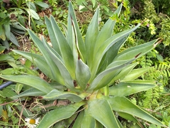 Agave desmettiana