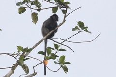 Trachypithecus cristatus