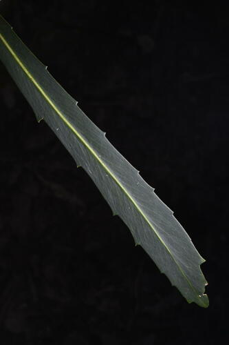 Pseudopanax crassifolius