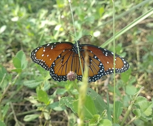 Queen (Danaus gilippus)