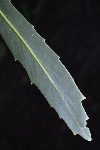 Pseudopanax crassifolius