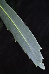 Lancewood (Pseudopanax crassifolius)