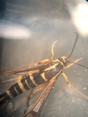 Synanthedon arkansasensis