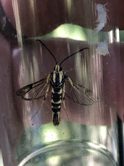 Synanthedon arkansasensis