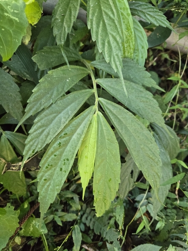 Image of Elatostema lineolatum by (c) jimmy, some rights reserved (CC BY)