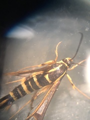 Synanthedon arkansasensis