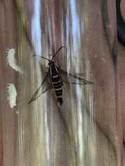 Synanthedon arkansasensis