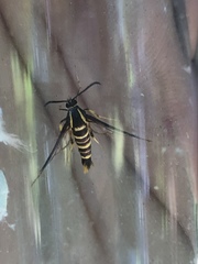 Synanthedon arkansasensis